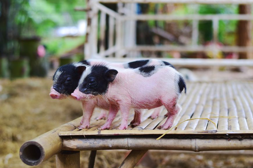 japon, tokyo, insolites, cochon nain