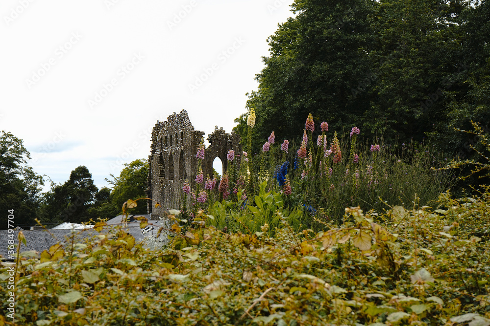 Vestiges d’une abbaye en Irlande, entourés de fleurs sauvages, offrant un cadre pittoresque et verdoyant.