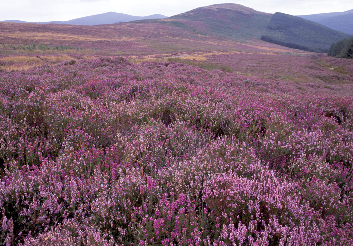 Un vaste paysage de landes recouvertes de bruyère violette et rose, s’étendant sur des collines ondulantes sous un ciel couvert. Une forêt dense est visible sur le flanc d'une colline à droite, ajoutant du contraste à la scène naturelle.