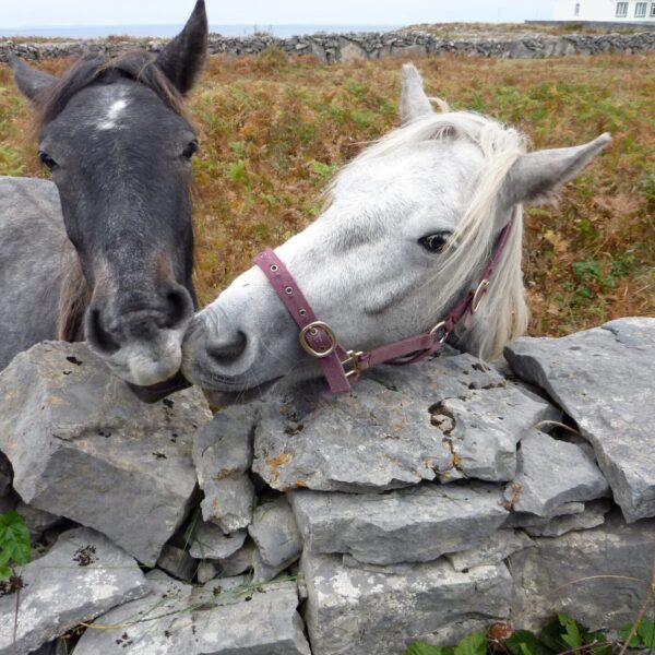 Irlande Deux chevaux, l'un gris foncé et l'autre blanc avec un licol rose, se tiennent près d'un muret en pierre dans une campagne verdoyante. Ils semblent curieux et affectueux, la tête penchée par-dessus les pierres. (22)