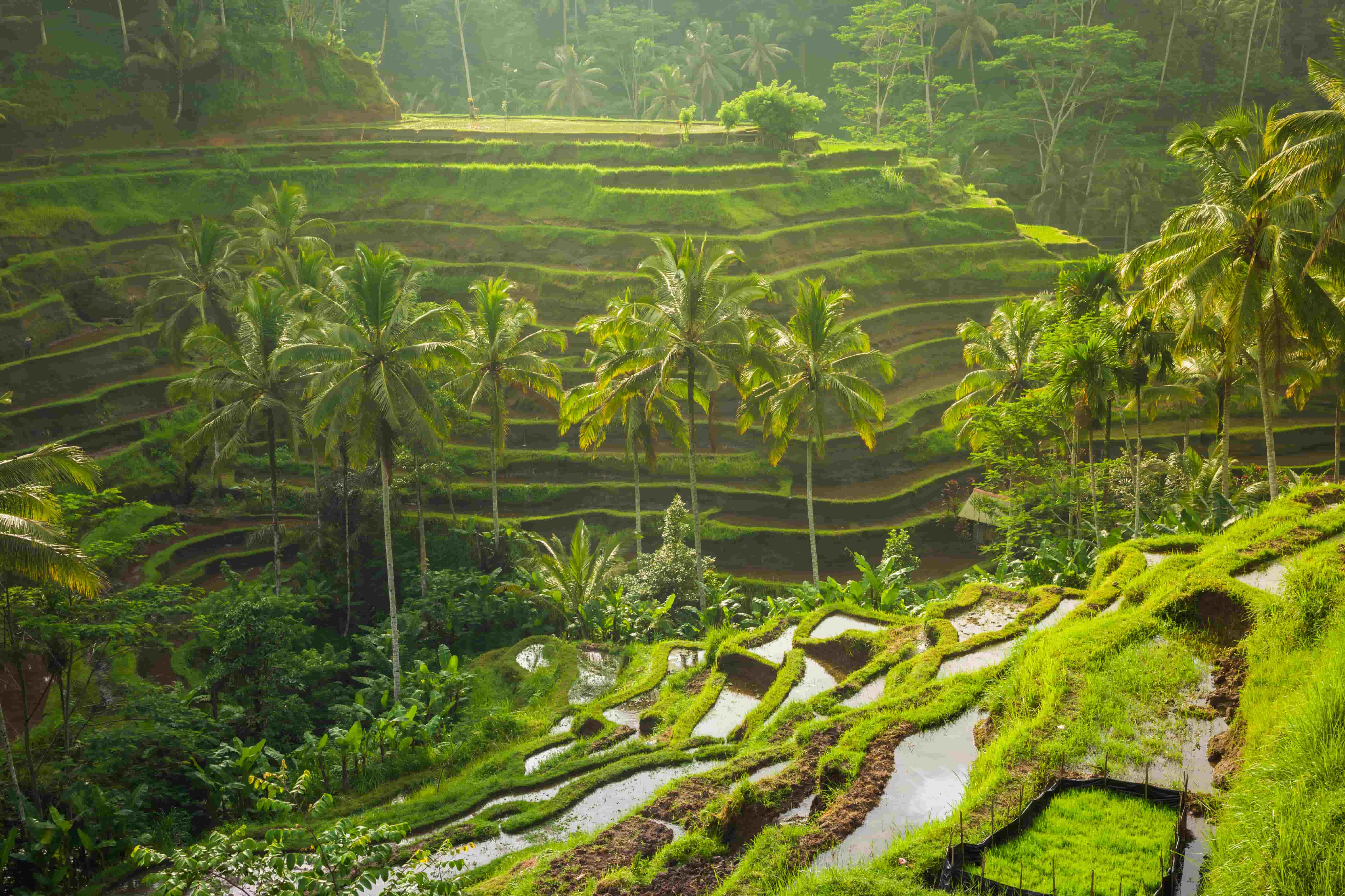 Rizières en terrasse d’Ubud lors d’une colonie à Bali.